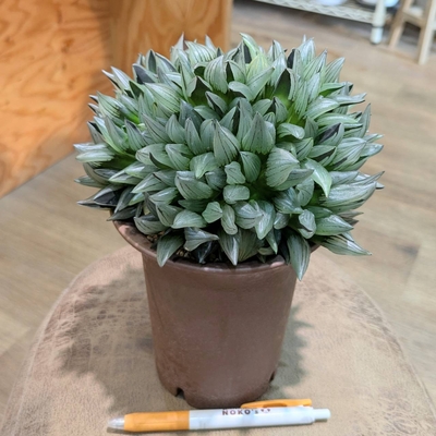 その他観葉植物 honokoo ◎ 新入荷 ◎ | NOKO's