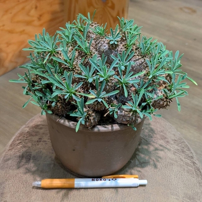 ユーフォルビア 峨眉山 ５号 ◎現品販売◎