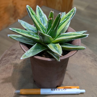 アガベ 極小輝山 ３.５号 ◎現品販売◎