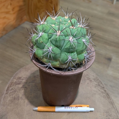 ギムノカリキウム 新天地 ４号 ◎現品販売◎