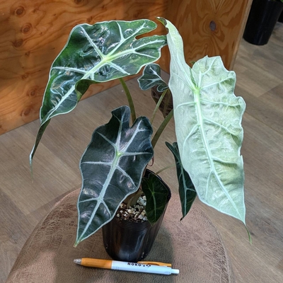 アロカシア ポリーピンクバリエガータ 3号
