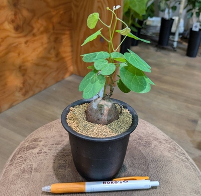 その他観葉植物 honokoo Amazon.co.jp: 【土を使っていないから衛生的でお部屋の