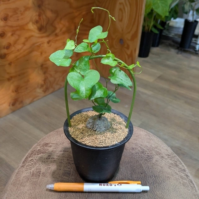 ディオスコレア エレファンティペス 亀甲竜 ３号 