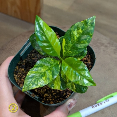 その他観葉植物 honokoo Amazon.co.jp: PLANCHU 観葉植物 クロトン ほこ葉系 イエロー 6