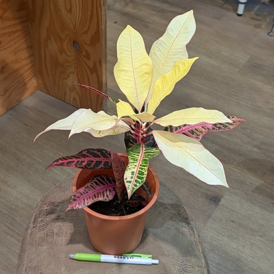 希少で貴重なシンニンギア スタペリオイデス 3号ポット苗 希少で貴重なシンニンギア スタペリオイデス 3号ポット苗