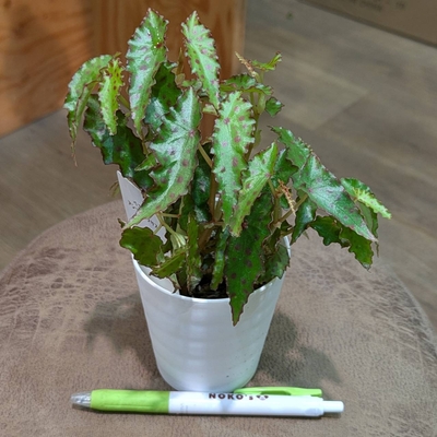 希少で貴重なシンニンギア スタペリオイデス 3号ポット苗 希少で貴重なシンニンギア スタペリオイデス 3号ポット苗