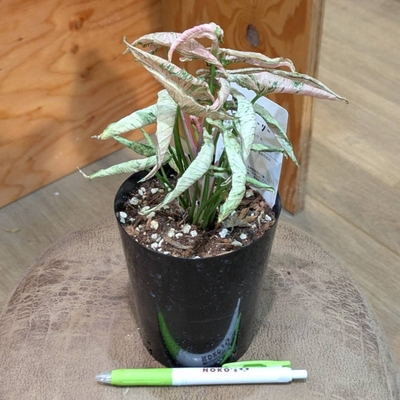 シンゴニウム ピンクローリー ３.５号