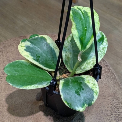 《SALE!!》《現品販売》ホヤ カーリーアルボマルギナタスポット ３.５号 7.700円から40%OFF!!