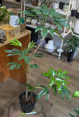 カクレミノ ５号