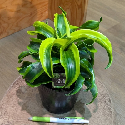 ドラセナ トルネード ４号