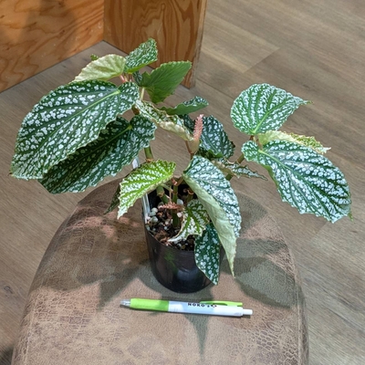 その他観葉植物 honokoo パキラ（発財樹）｜観葉植物・お花の通販 東京寿園