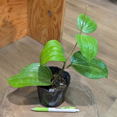 ホヤ ラティフォリア ３.５号 