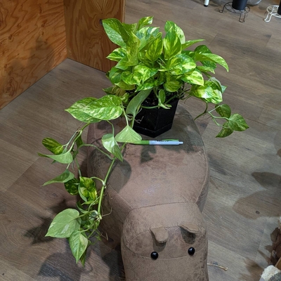 ポトス フラッシュ ５号