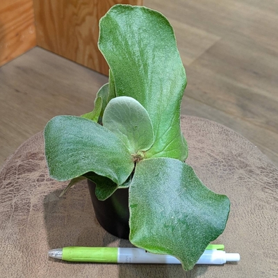 プラティセリウム エレファントティス ２.５号