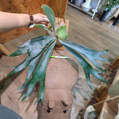 P.White hawk✕P.Veitchii ◎現品販売◎