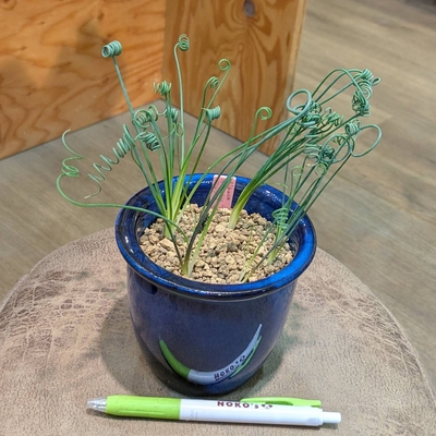 パチャノイ 子株3本セット 30cm級 大株 パチャノイ 子株3本セット 30cm級 大株 パチャノイ 子株3本