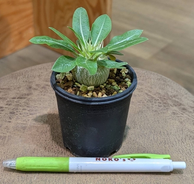 ◎ 新入荷 ◎ | NOKO's