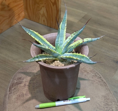 アガベ スカブラ錦 ４号 ◎現品販売◎