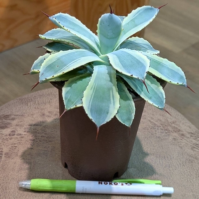 アガベ 吉祥白覆輪 ３.５号 ◎現品販売◎