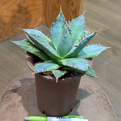 アガベ ナンバーワン錦 ４号 ◎現品販売◎