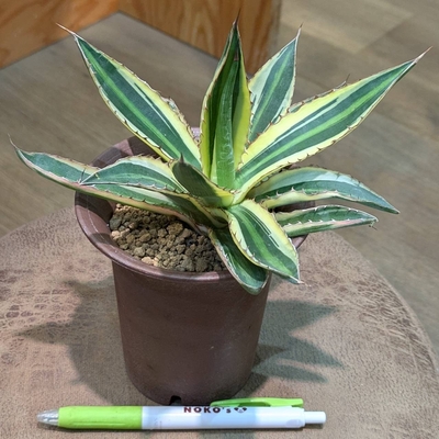 アガベ 五色万代 ３.５号 ◎現品販売◎