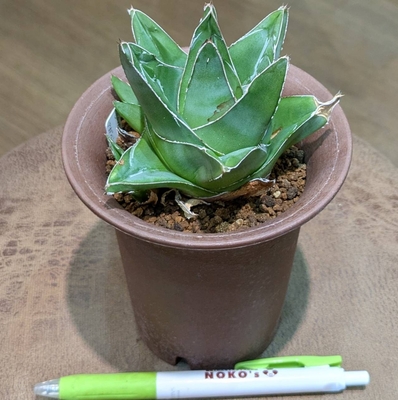 アガベ スーパーワイド ３.５号  ◎現品販売◎