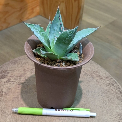 アガベ 雷光 ３.５号 ◎現品販売◎