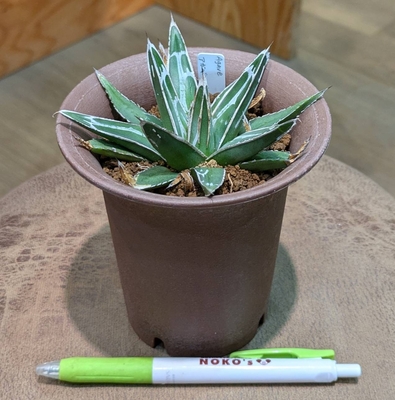 アガベ 笹の雪 ３.５号 ◎現品販売◎