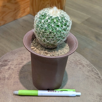 ディスコカクタス 白条冠 ３.５号 ◎現品販売◎