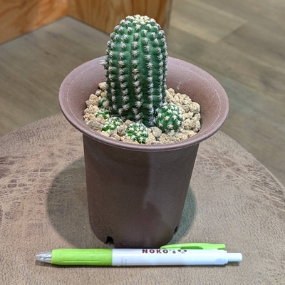 ピグマエオケレウス ビーブリー ３.５号 ◎現品販売◎