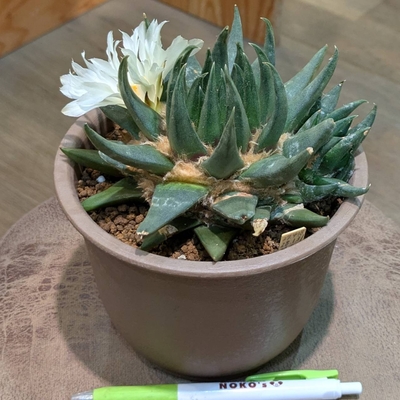 アリオカリプス 三角牡丹 ５号 ◎現品販売◎