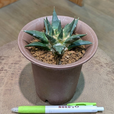 アリオカリプス 三角牡丹 ３.５号 ◎現品販売◎