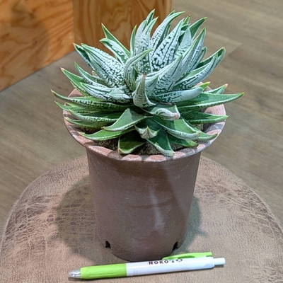 ハオルチア 皇帝 ４号 ◎現品販売◎