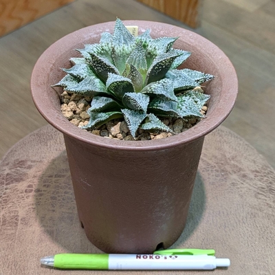 ハオルチア 白銀城 ４号 ◎現品販売◎