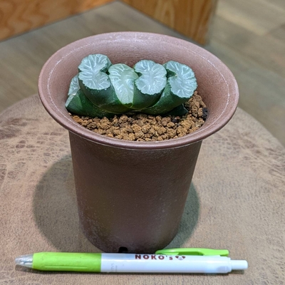 植物引退さん専用　ビースト　産　子株 JFT姫路生花 広報部です❁ 今回は、農業生産法人 有限会社 押手