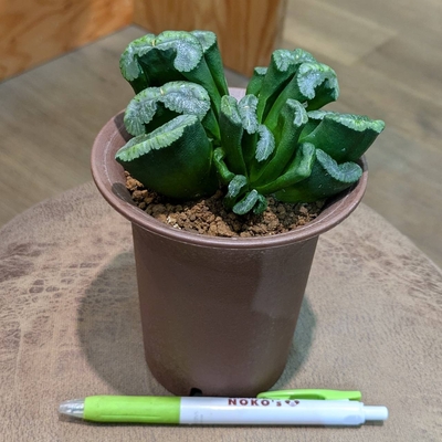 ハオルチア 福娘 ３.５号 ◎現品販売◎