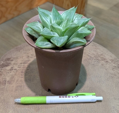 ハオルチア ミルキーウェイ ３.５号 ◎現品販売◎