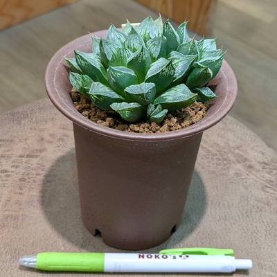 ◎ 新入荷 ◎ | NOKO's