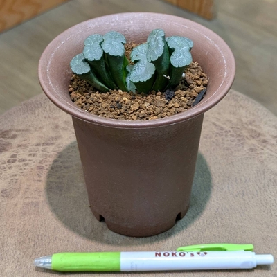 ハオルチア FST-５-１ ３.５号 ◎現品販売◎