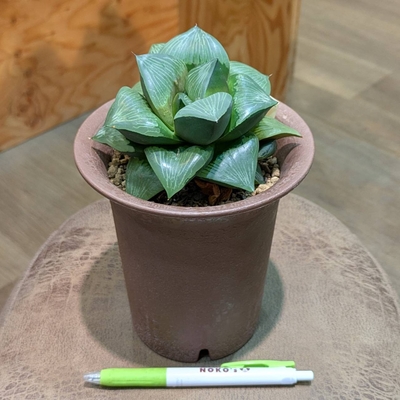 ハオルチア コンプトレツーサ ３.５号 ◎現品販売◎