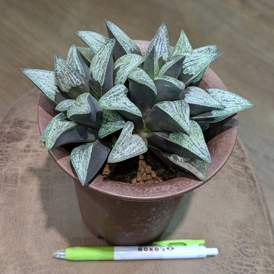 その他観葉植物 Lecanopteris KP9 Yahoo!オークション -「lecanopteris」の落札相場・落札価格