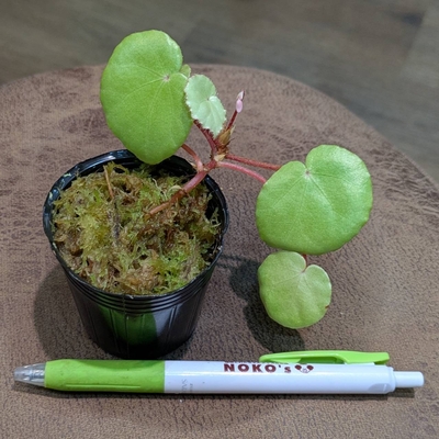 Begonia sp.TYPE1 cf luzonenis(KBS)