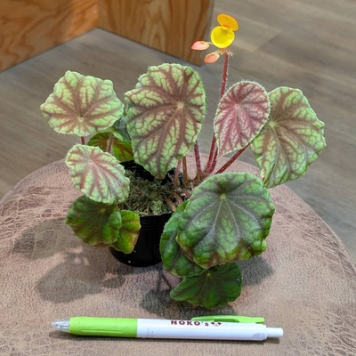 Begonia quadrialata ssp.nimbaensis