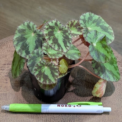 Begonia Gironellae