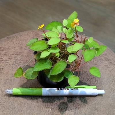 Begonia vankerckhvenii