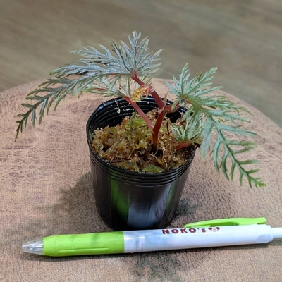 Begonia Bipinnatifida