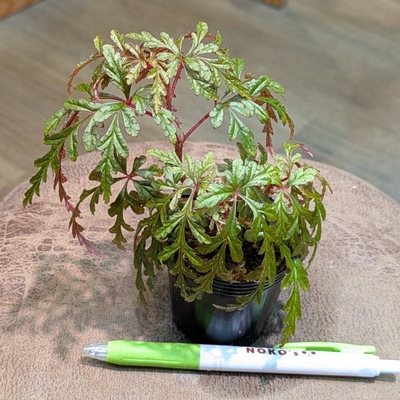 Begonia polilloensis