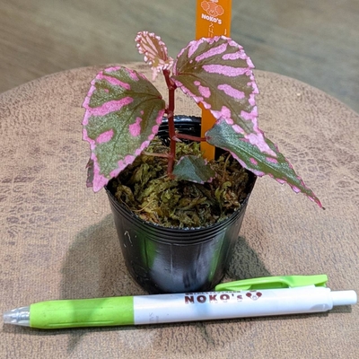 Begonia Julau ぼっち株