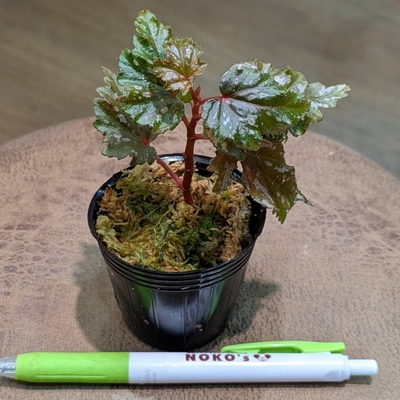 Begonia Serratipetala