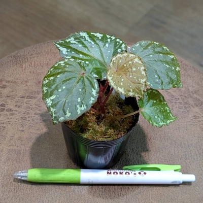 Begonia "春雪"